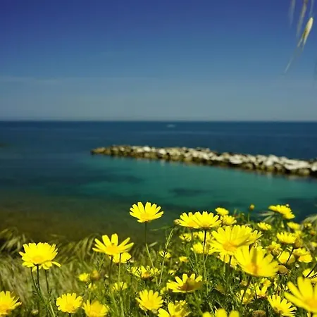 Girasole * Giovinazzo